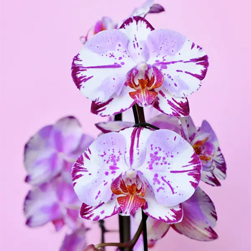 Phalaenopsis Diamond Sky B S Phalaenopsis Diamond Sky B S
